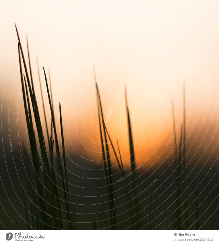 blades of grass at sunset Design Wellness Life Harmonious Well-being Contentment Relaxation Calm Meditation Decoration Wallpaper Nature Plant Spring Summer