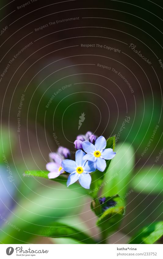 FORGET-ME-NOT Nature Plant Spring Flower Leaf Blossom Wild plant Esthetic Beautiful Blue Yellow Green Violet Purity Fragrance Elegant Pure Forget-me-not