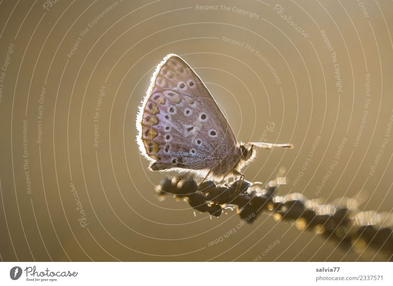 Blue in the evening light Nature Sunrise Sunset Summer Animal Butterfly Wing Polyommatinae Insect Brown Ease Break Calm Moody Evening sun Light Warmth