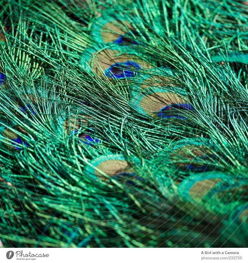 to decorate oneself with foreign feathers??? Animal Bird Peacock Peacock feather Feather Glittering Exceptional Elegant Fantastic Beautiful Natural Blue