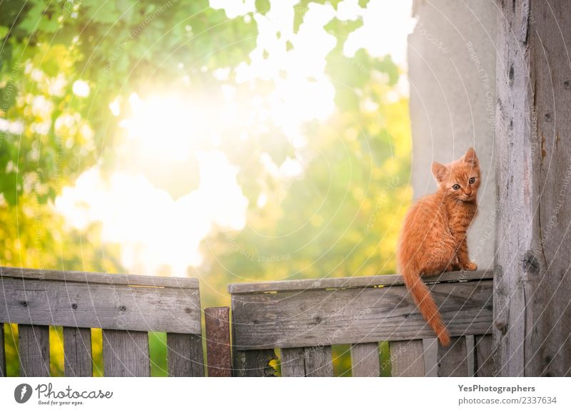 Orange kitten on a rustic fence Beautiful Summer Sun Nature Landscape Beautiful weather Tree Leaf Village Pet Cat Small Funny Natural Cute Optimism Loneliness