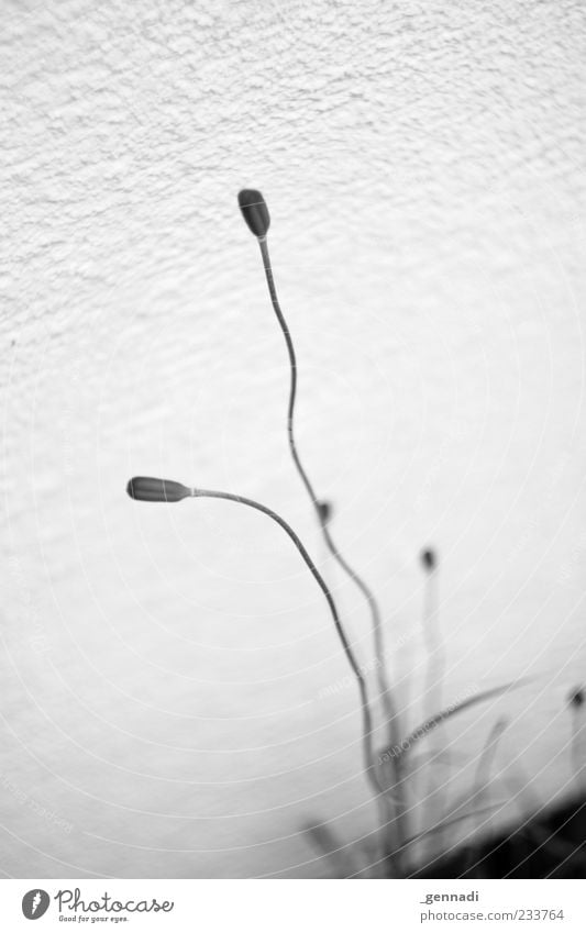Tristes Dasein Environment Plant Flower Growth Faded Come to an end Gray Gloomy Bright Black & white photo Exterior shot Detail Deserted Neutral Background Day