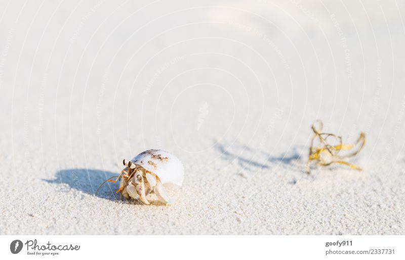 hermit crab Vacation & Travel Beach Island Sand Beautiful weather Coast Maldives Asia Deserted Animal Wild animal Mussel Animal face Animal tracks Cancer 1