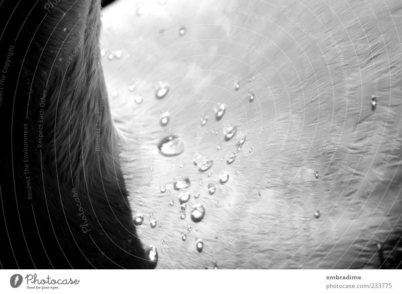 water drops Nature Water Animal Swan 1 Water blister Abstract Exceptional Black & white photo Exterior shot Detail Macro (Extreme close-up) Shadow Contrast