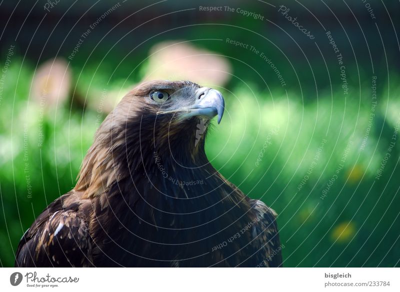 eagle eye Bird Animal face Zoo Eagle Eagles eyes Beak Feather 1 Brown Green Watchfulness Might Power Colour photo Exterior shot Copy Space right Copy Space top