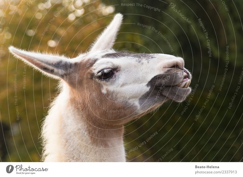 To show teeth is not difficult for the Lama Animal Wild animal Llama Breathe Observe Think Relaxation Authentic Exceptional Exotic Beautiful Self-confident