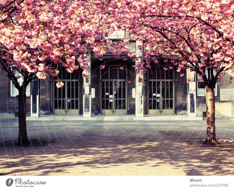 spring berlin Spring Beautiful weather Tree Blossom Colour photo Multicoloured Exterior shot Day Sunlight Deserted Blossoming Pink Entrance Closed Shadow