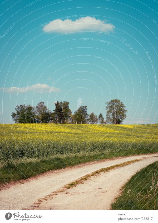 dirt road Environment Nature Landscape Earth Sky Clouds Summer Beautiful weather Tree Grass Meadow Field Lanes & trails Footpath Curve Authentic Blue Green