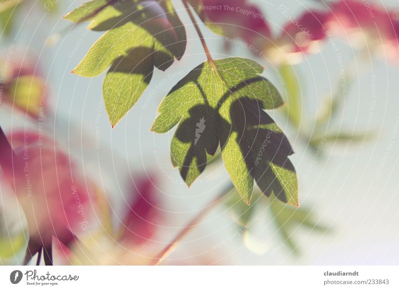 Lamprocapnos Nature Plant Beautiful weather Flower Leaf Blossom Bleeding heart Green Pink Blur Colour photo Detail Deserted Copy Space right Day Shadow