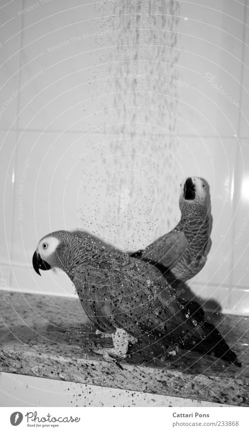 parrot shower Animal Pet Bird Parrots 2 Pair of animals Animal family Swimming & Bathing Clean Drops of water Water Take a shower Bathroom Plumed Feather
