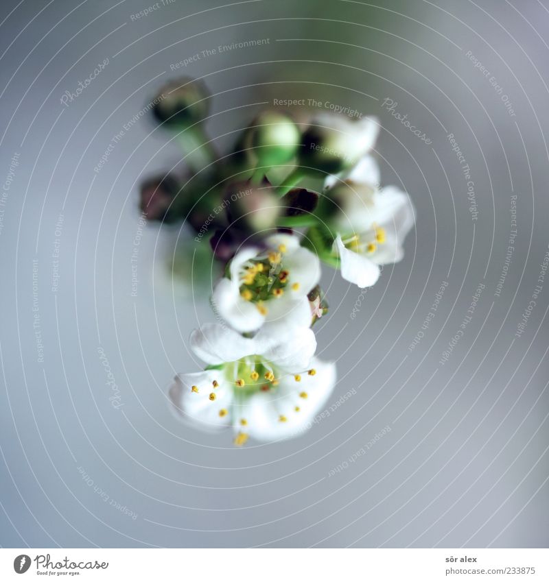 still flowers Plant Spring Flower Leaf Blossom Blossom leave Bud Pollen Beautiful White Colour photo Interior shot Close-up Detail Macro (Extreme close-up)