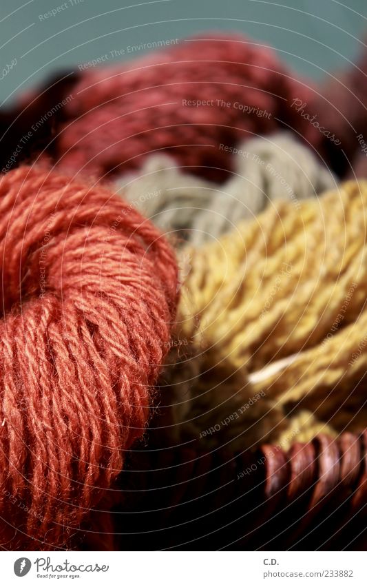 wool Soft Wool Red Yellow Basket plant colour Wooly Cuddly Beautiful Natural Colour photo Exterior shot Day Contrast Macro (Extreme close-up)