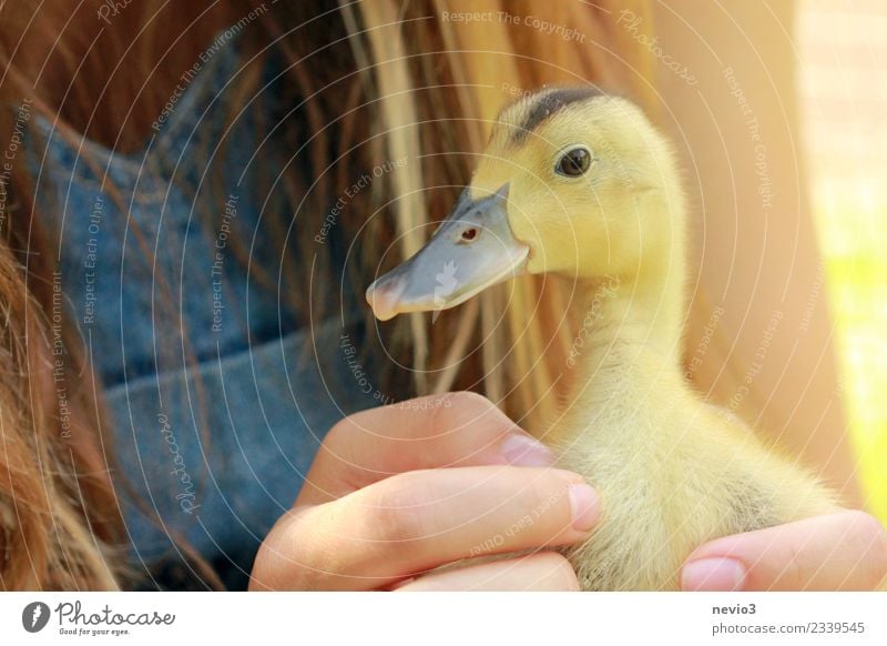 Duckling in the hands of a girl Spring Summer Animal Pet Farm animal Wild animal Bird Animal face Zoo Petting zoo 1 Baby animal Authentic Happy Natural