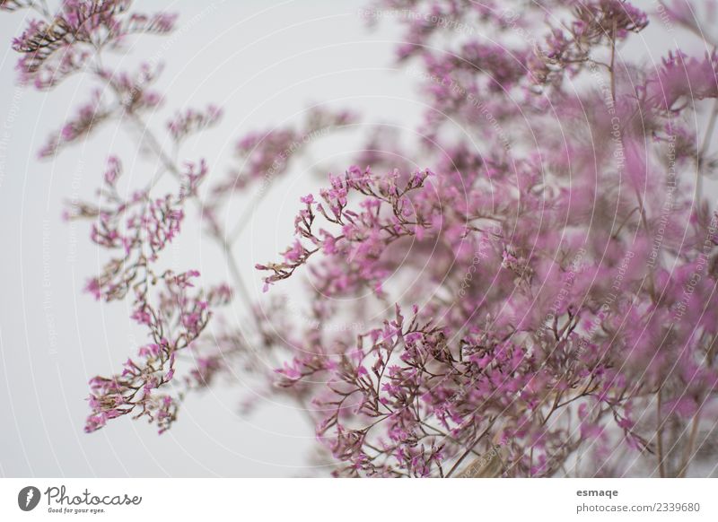 Vintage flower Nature Plant Flower Fragrance Free Pink Joie de vivre (Vitality) Spring fever Passion Deserted Morning Blur
