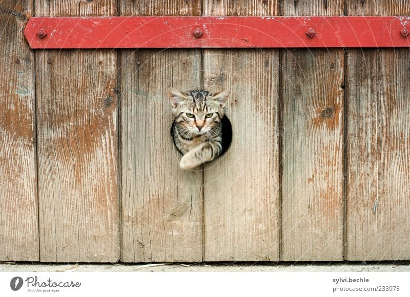 emergency exit Animal Pet Cat Animal face Paw 1 Movement Jump Elegant Cute Brown Red Freedom Hollow Barn Way out Metal Wood Stripe Tabby cat Colour photo