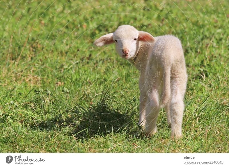 a lamb in the meadow Spring Meadow Farm animal Sheep Lamb Agnus Dei Baby animal Communicate Looking Stand Bright Beautiful Cuddly Small Cute Happiness