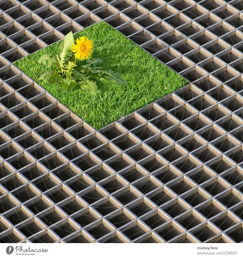 Small, but mine - plot with lawn Garden Plant Flower Dandelion Metal Steel Metal grid Grating Cool (slang) Sharp-edged Yellow Green Silver Contentment