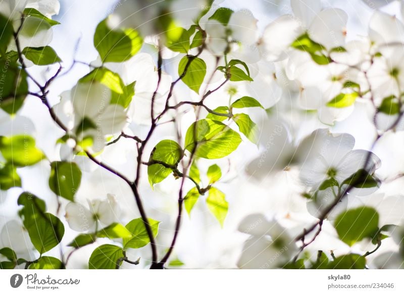 tenderness of spring Nature Plant tree Fresh green White bleed Blossom leave flaked Summer Sun Light Sunlight Bright Warmth Leaf shade Leaf green Twig Detail