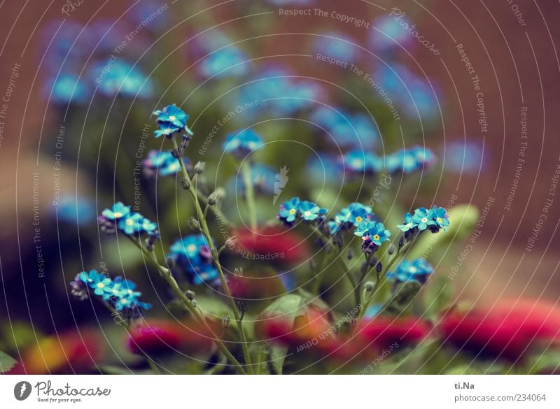 Flower greeting on Mother's Day Environment Nature Spring Forget-me-not Daisy Garden Blossoming Fragrance Growth Beautiful Blue Pink Black & white photo