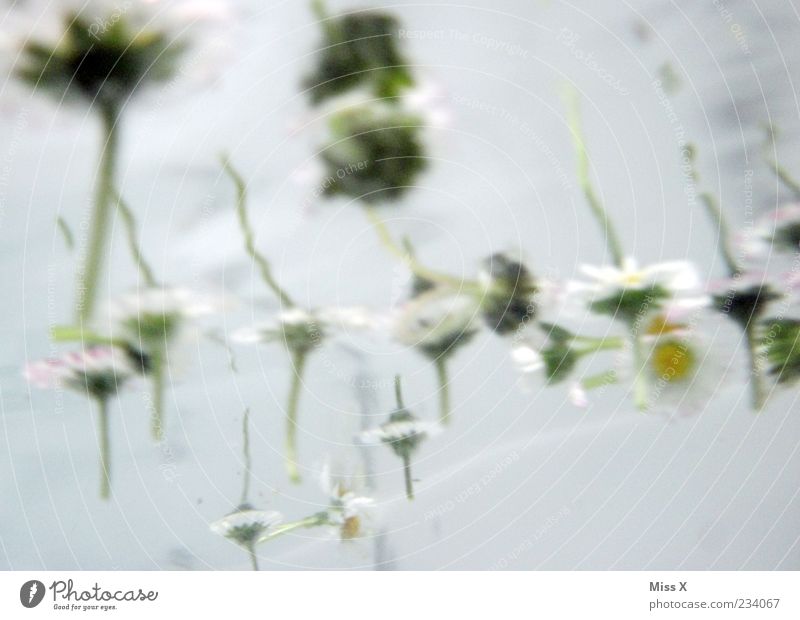blub Water Flower Blossom Waves Bathtub Wellness Spa Daisy Colour photo Subdued colour Close-up Underwater photo Deserted Neutral Background Light Reflection