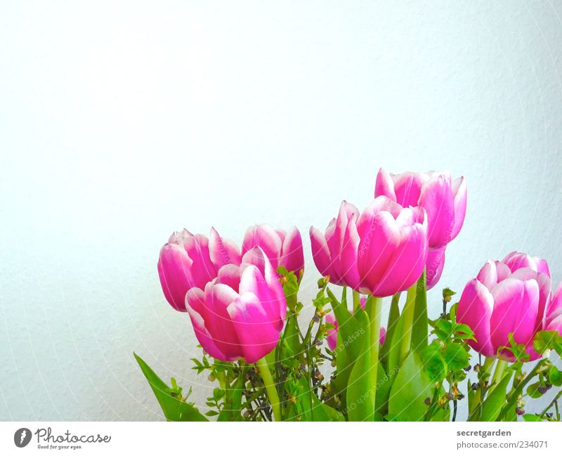 wall decoration for mother's day. Plant Spring Flower Tulip Blossom Foliage plant Bouquet Blossoming Fragrance Fresh Beautiful Green Pink White Spring fever