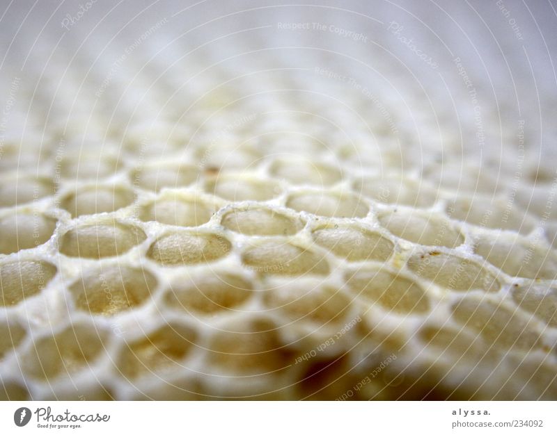 Honeycomb. Nature Honeycomb pattern Yellow White Close-up Blur Deserted Detail