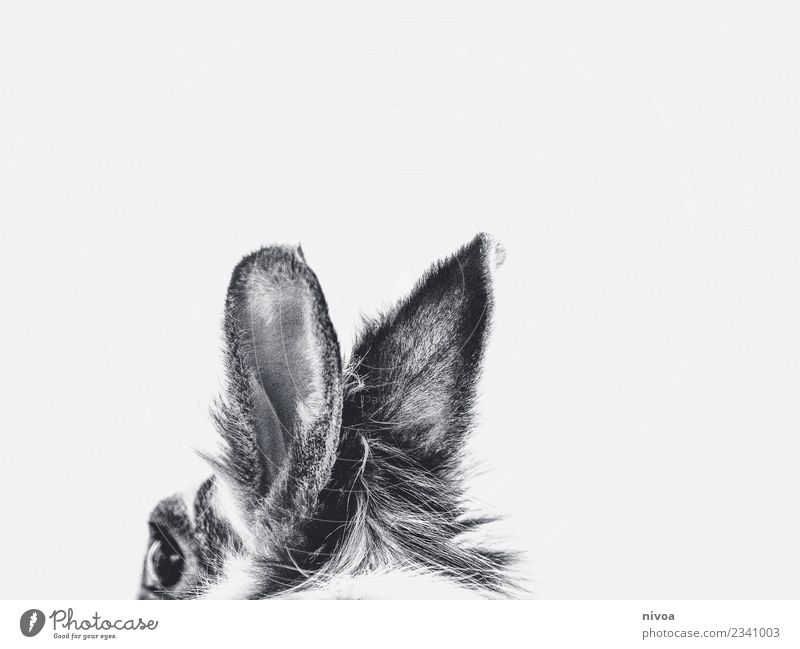 Bunny ears in black and white Environment Nature Animal Pet Hare & Rabbit & Bunny Ear 1 Pelt Movement Discover Listening Free Friendliness Happiness Fresh