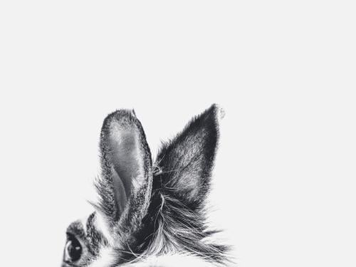 Bunny ears in black and white Environment Nature Animal Pet Hare & Rabbit & Bunny Ear 1 Pelt Movement Discover Listening Free Friendliness Happiness Fresh