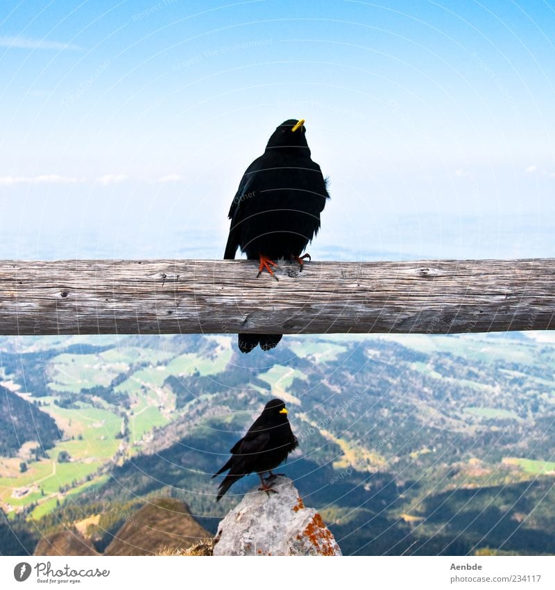 outlook Nature Air Summer Beautiful weather Rock Alps Mountain Animal Bird Claw Crow 2 Esthetic Blue Raven birds Beak Tree trunk To hold on Sky Colour photo