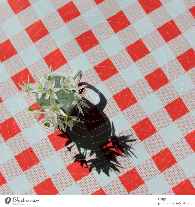 florid Table Plant Flower Wild plant Vase Checkered Plastic Blossoming Esthetic Simple Friendliness Fresh Beautiful Red Black White Design Uniqueness Idyll
