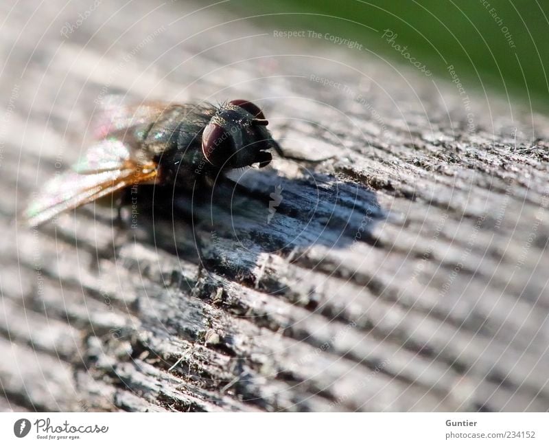 Fly on wood Wild animal Wing 1 Animal Multicoloured Gray Green Black White Wood Wooden board Insect Eyes Brown Observe Wait Head Animal foot Colour photo