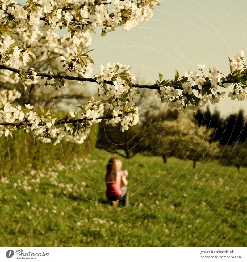 spring girl blossoms meadow trees Child Girl 1 Human being 3 - 8 years Infancy Nature Landscape Plant Spring Beautiful weather Tree Blossom Relaxation