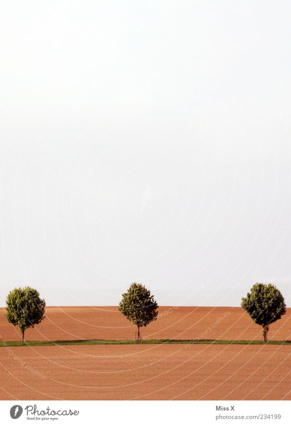 3 trees Nature Landscape Sky Spring Tree Field Growth Brown Avenue Colour photo Subdued colour Exterior shot Deserted Copy Space top Copy Space bottom