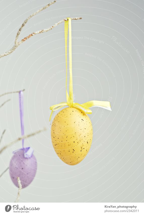 Yellow and purple decorative eggs hanging on dry branch Design Happy Hunting Decoration Feasts & Celebrations Easter Landscape Spring Ornament String Long Pink