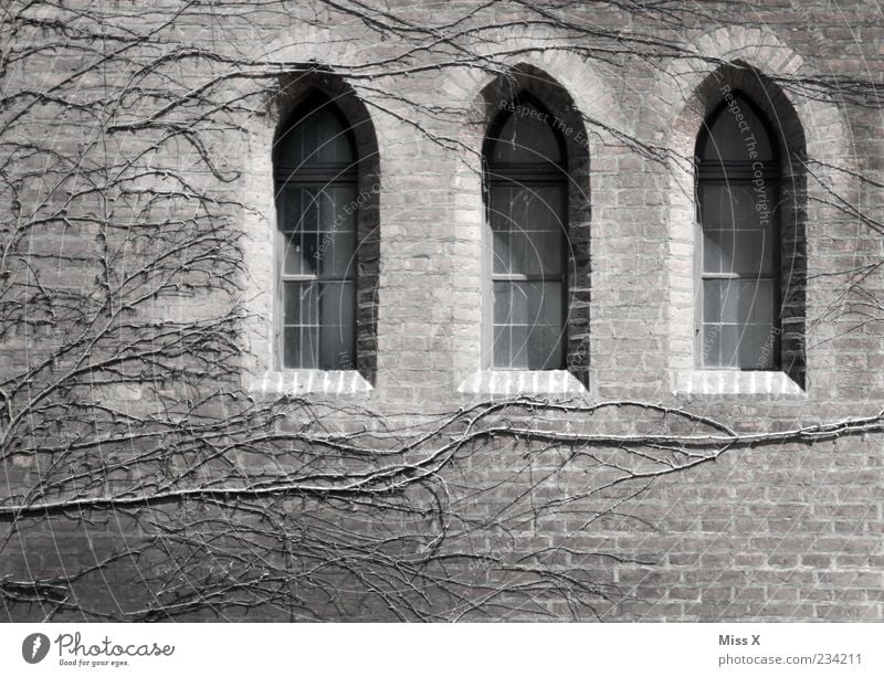 3 windows Plant Deserted Church Castle Ruin Wall (barrier) Wall (building) Facade Window Old Dark Apocalyptic sentiment Transience Masonry Building