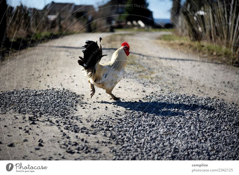 A cock runs across the path Food Soup Stew Egg Chicken Nutrition Picnic Organic produce Diet Asian Food Healthy Healthy Eating Life Vacation & Travel Tourism