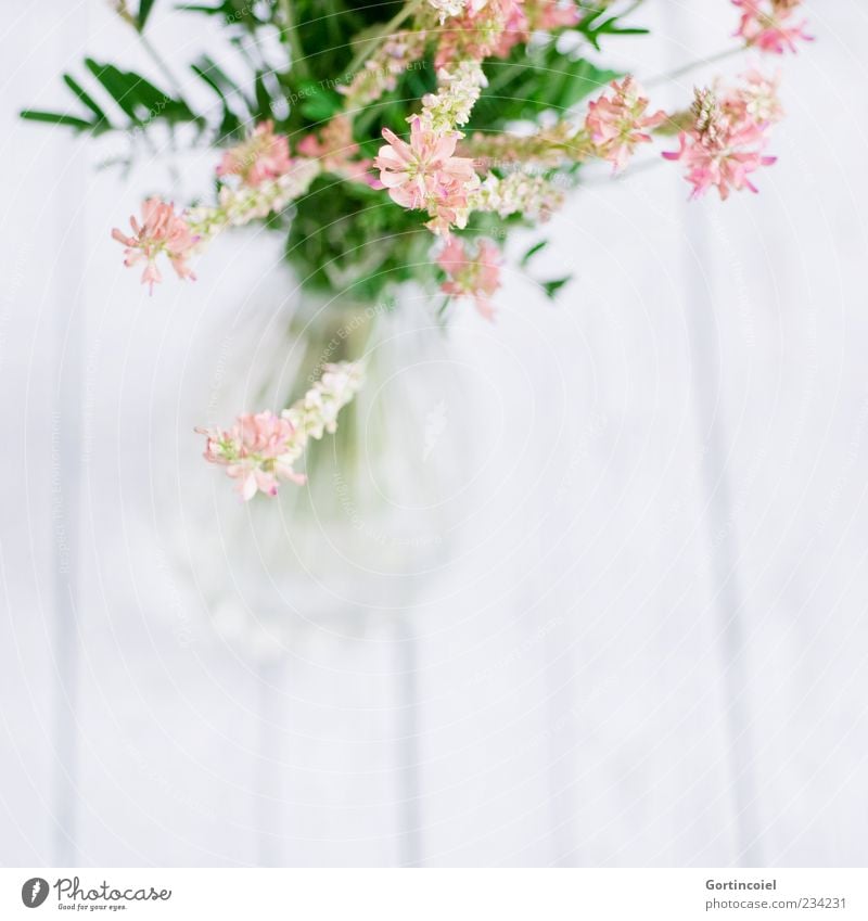 meadow flowers Plant Flower Blossom Bright Beautiful Bouquet Vase Flower vase Decoration Pink Green White Wooden table Fabaceae Onobrychis viciifolia