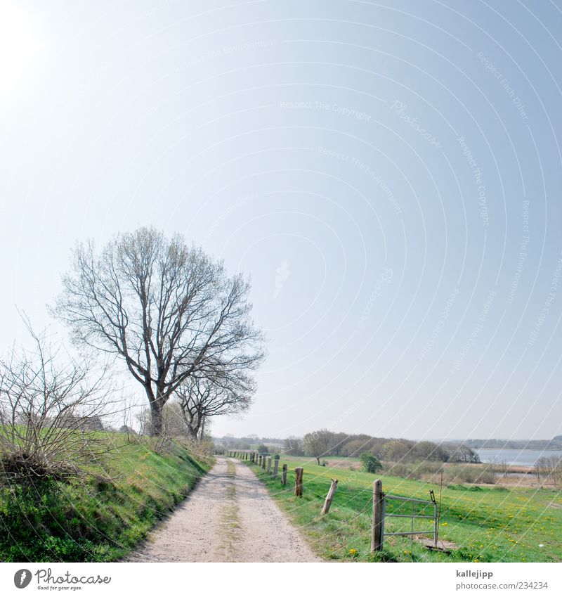 exit Environment Air Water Climate Beautiful weather Footpath Fence Boundary Tree Spring Target Schlei Sky Cloudless sky Colour photo Multicoloured