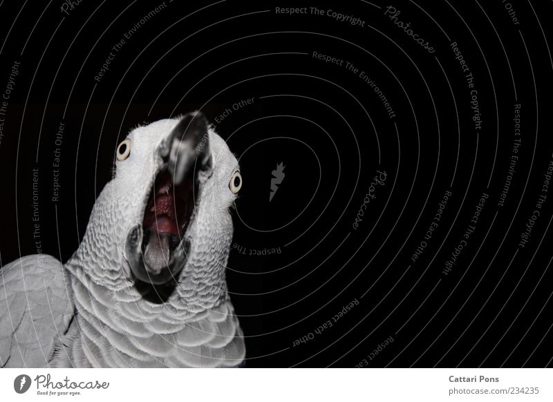 WTF?! Animal Pet Bird Animal face Feather Parrots Beak Tongue Throat 1 Observe Movement To talk Communicate Scream Exotic Uniqueness Near Nerdy Crazy Gray