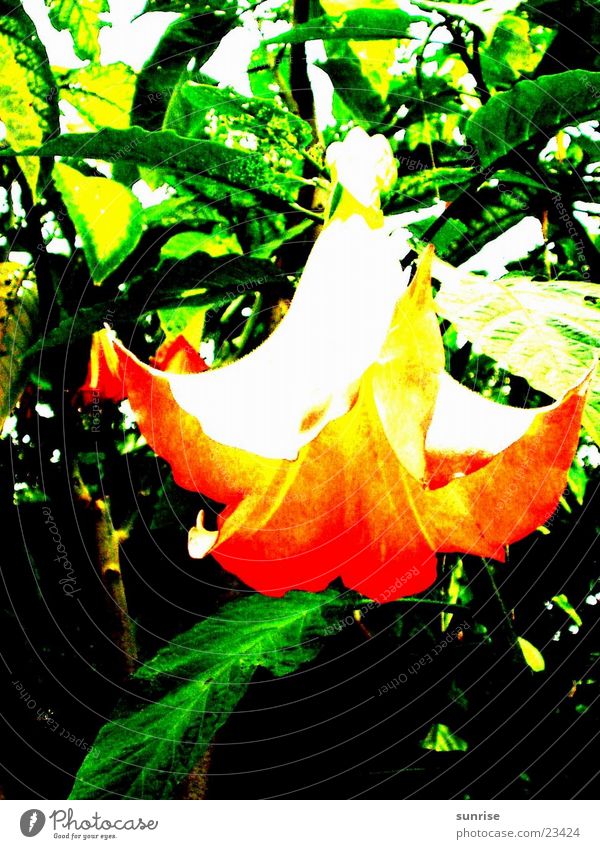 angel trumpet Tree Blossom Datura Nature Orange Detail
