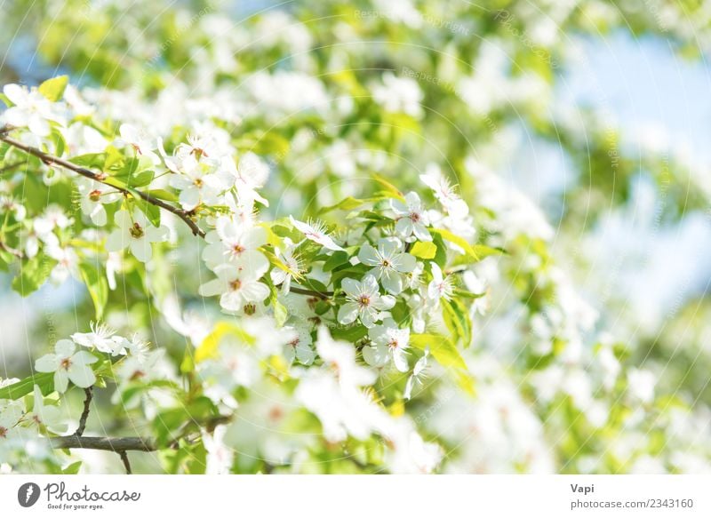 White flowers on a blossom cherry tree Beautiful Summer Garden Wallpaper Gardening Nature Plant Sky Sunlight Spring Tree Flower Leaf Blossom Blossoming Growth