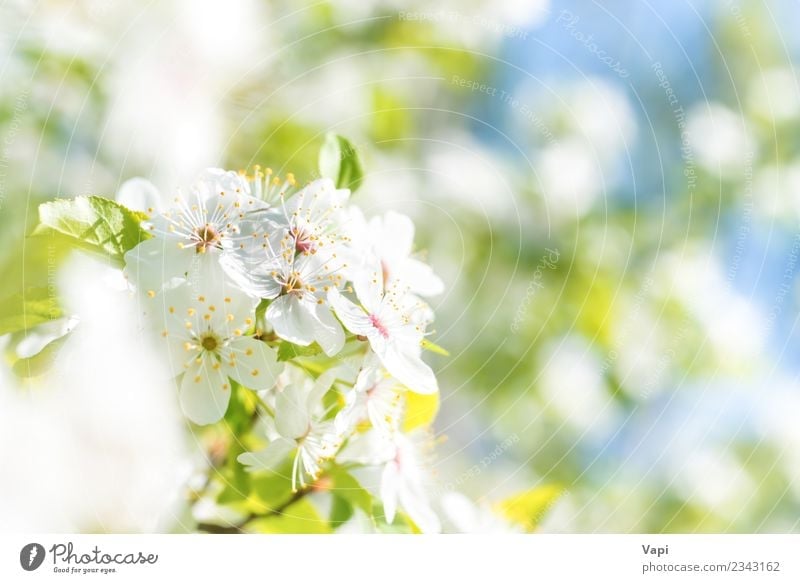 White flowers on a blossom cherry tree with soft background Apple Beautiful Summer Garden Gardening Agriculture Forestry Environment Nature Plant Sky Sunlight