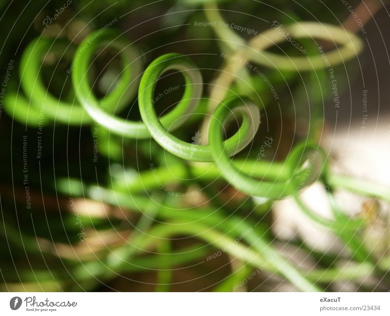 ringworm Grass Green Circle Spiral Plant Near Exceptional Abstract Zoom effect Macro (Extreme close-up) Nature Structures and shapes