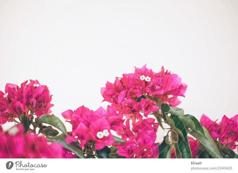 Pink bougainvilleas on white background Nature Plant Flower Blossom Garden Fuchsia Copy Space Bougainvillea Spring Colour photo Exterior shot Deserted