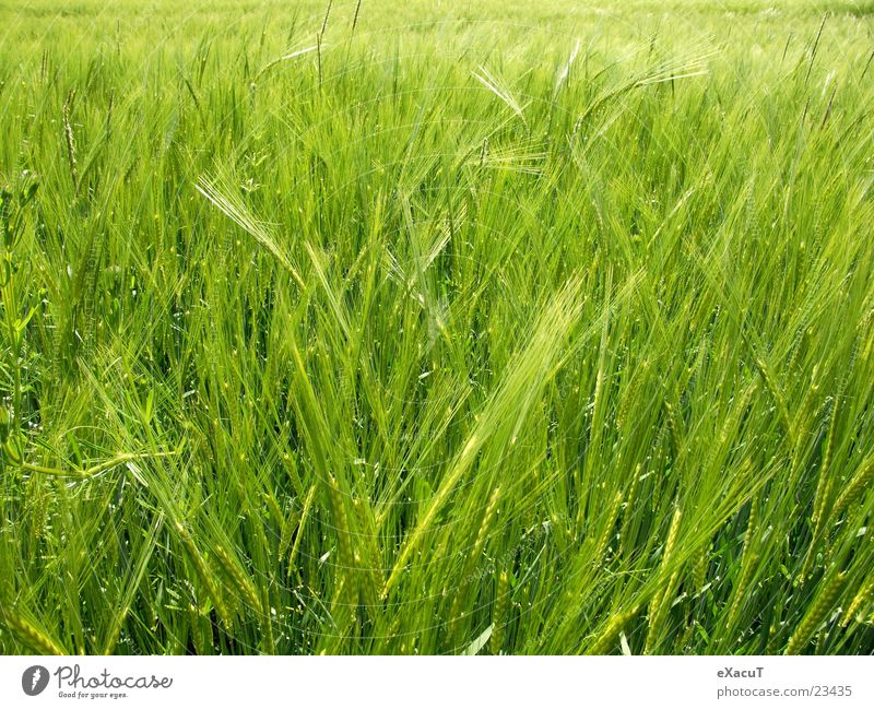barley field Field Plant Green Barley Grass Nature Grain out Americas