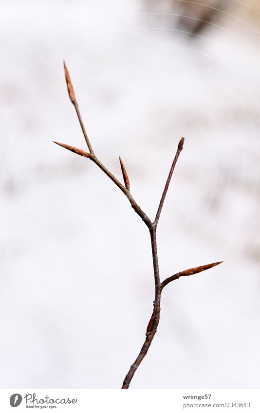 Delicate leaf buds Plant Spring Bushes Park Forest Growth Brown White Leaf bud Expel Colour photo Subdued colour Exterior shot Close-up Deserted Copy Space top