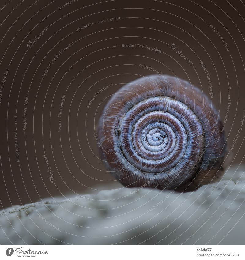 fossilised Nature Canyon Stone Fossil Snail Old Esthetic Exceptional Round Brown Gray Design Symmetry Spiral Pattern Colour photo Subdued colour
