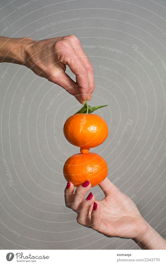 hands holding two oranges on gray background Food Orange Nutrition Eating Breakfast Lunch Buffet Brunch Organic produce Vegetarian diet Diet Slow food Lifestyle