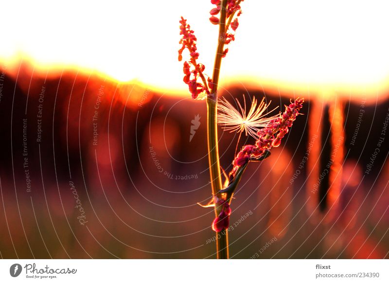Through the flower Horizon Sunlight Spring Beautiful weather Grass Meadow Contentment Spring fever Romance Colour photo Close-up Copy Space left Twilight