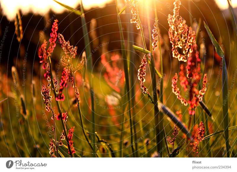 Spring Whisper 3 Sunrise Sunset Beautiful weather Flower Grass Meadow Contentment Spring fever Optimism Longing Romance Colour photo Exterior shot Close-up